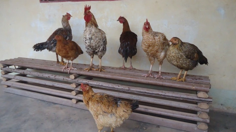yAMBA PEOPLE RARE CHICHENS!