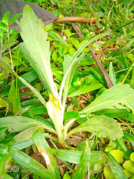 king grass