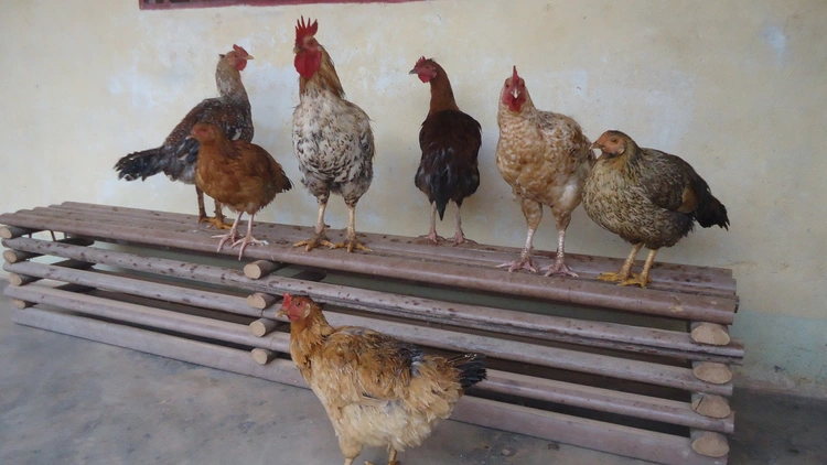chicken show